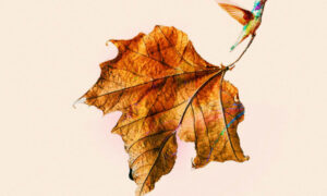 Francis Moon & Sine Wave Square、'I let the poems have you'を公開